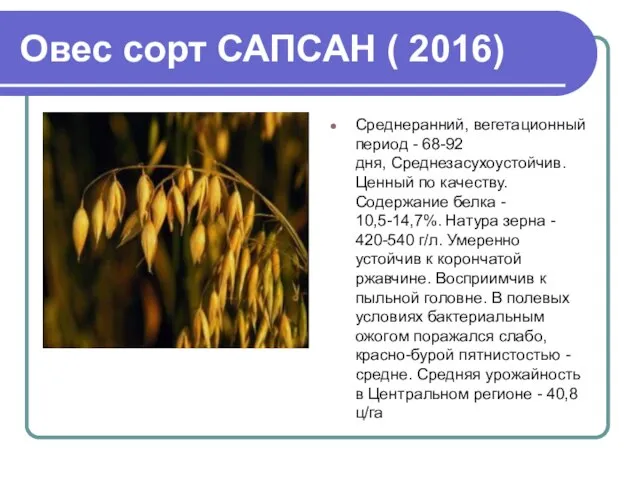 Овес сорт САПСАН ( 2016) Среднеранний, вегетационный период - 68-92 дня,