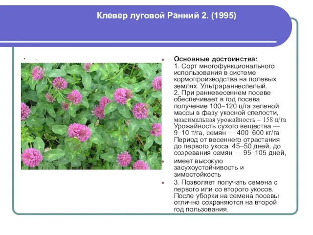 Клевер луговой Ранний 2. (1995) . Основные достоинства: 1. Сорт многофункционального