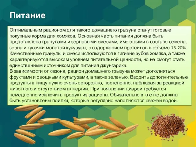 Питание Оптимальным рационом для такого домашнего грызуна станут готовые покупные корма