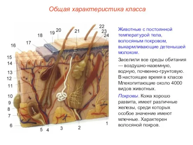 Общая характеристика класса Животные с постоянной температурой тела, волосяным покровом, выкармливающие