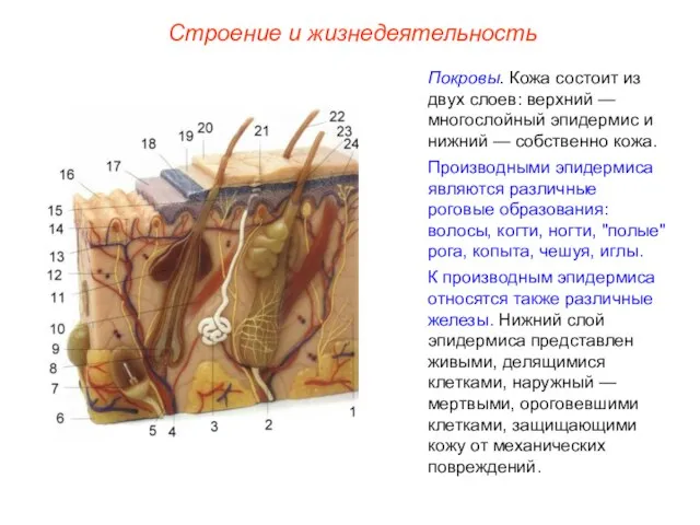 Строение и жизнедеятельность Покровы. Кожа состоит из двух слоев: верхний —