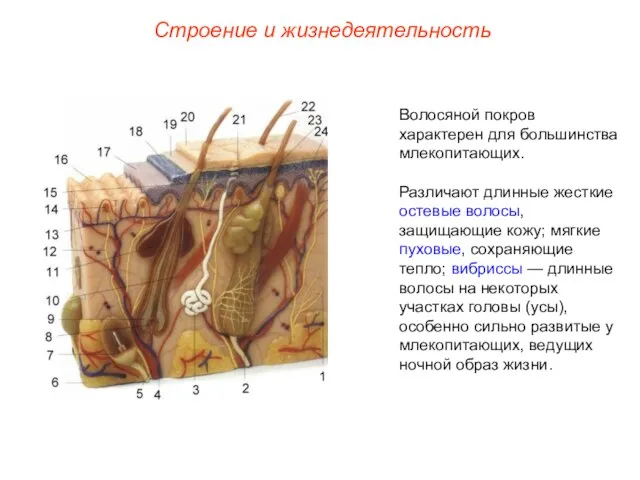 Строение и жизнедеятельность Волосяной покров характерен для большинства млекопитающих. Различают длинные