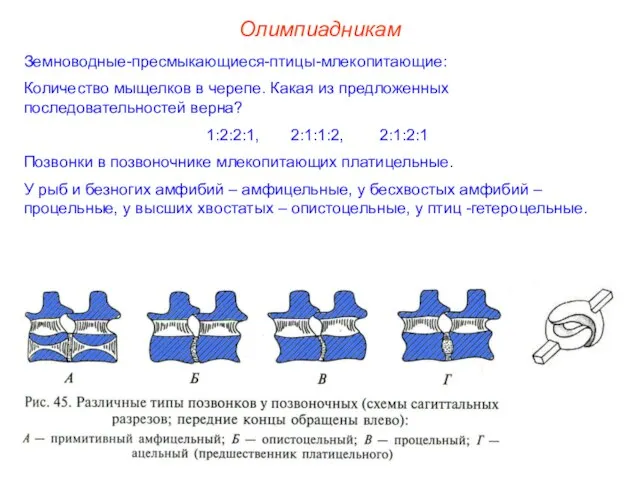 Земноводные-пресмыкающиеся-птицы-млекопитающие: Количество мыщелков в черепе. Какая из предложенных последовательностей верна? 1:2:2:1,