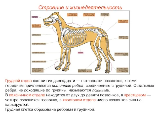 Строение и жизнедеятельность Грудной отдел состоит из двенадцати — пятнадцати позвонков,