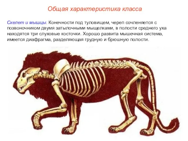 Общая характеристика класса Скелет и мышцы. Конечности под туловищем, череп сочленяется