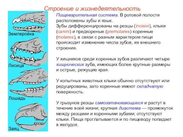 Строение и жизнедеятельность Пищеварительная система. В ротовой полости расположены зубы и