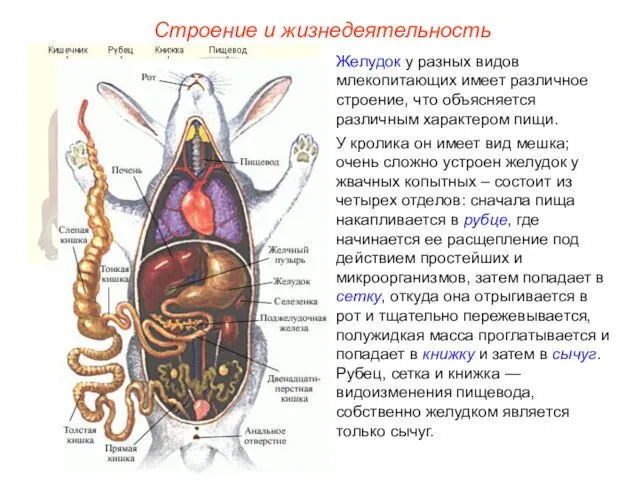 Строение и жизнедеятельность Желудок у разных видов млекопитающих имеет различное строение,