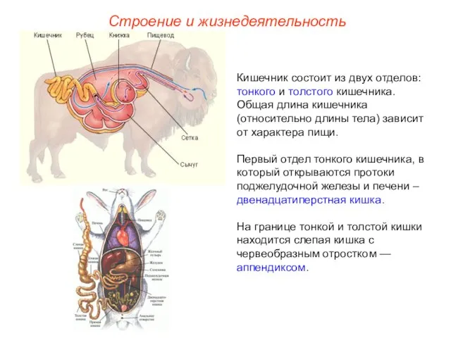 Строение и жизнедеятельность Кишечник состоит из двух отделов: тонкого и толстого