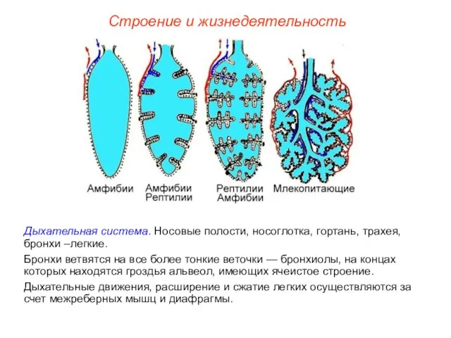 Строение и жизнедеятельность Дыхательная система. Носовые полости, носоглотка, гортань, трахея, бронхи