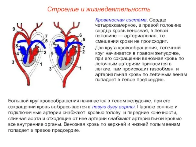 Строение и жизнедеятельность Большой круг кровообращения начинается в левом желудочке, при