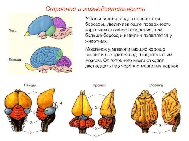 Строение и жизнедеятельность У большинства видов появляются борозды, увеличивающие поверхность коры,