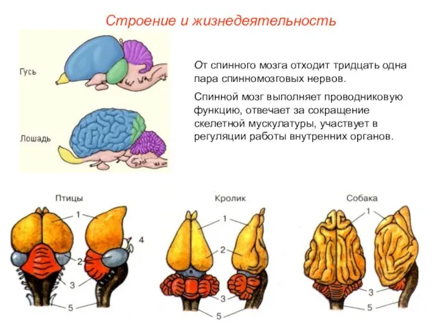 Строение и жизнедеятельность От спинного мозга отходит тридцать одна пара спинномозговых