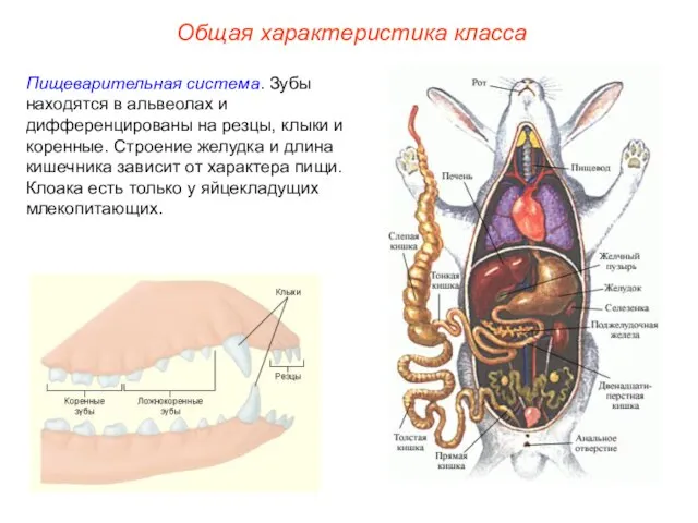 Общая характеристика класса Пищеварительная система. Зубы находятся в альвеолах и дифференцированы