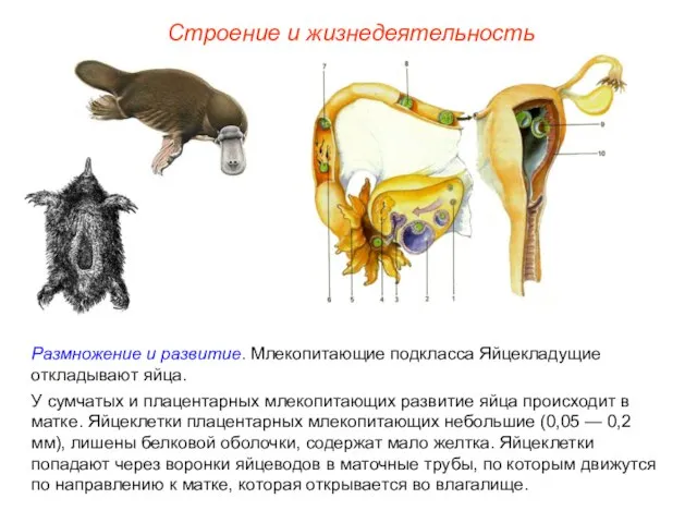 Строение и жизнедеятельность Размножение и развитие. Млекопитающие подкласса Яйцекладущие откладывают яйца.