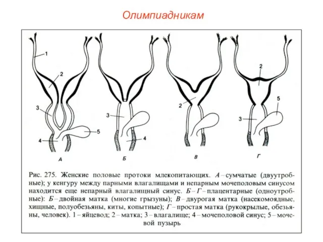 Олимпиадникам