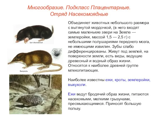 Многообразие. Подкласс Плацентарные. Отряд Насекомоядные Объединяет животных небольшого размера с вытянутой