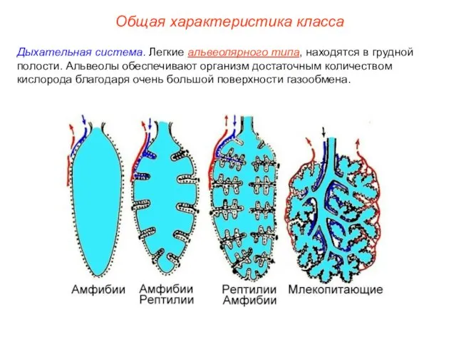 Общая характеристика класса Дыхательная система. Легкие альвеолярного типа, находятся в грудной