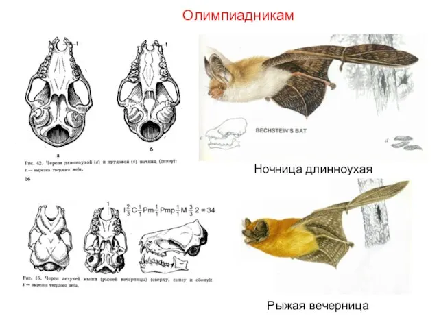 Олимпиадникам Ночница длинноухая Рыжая вечерница