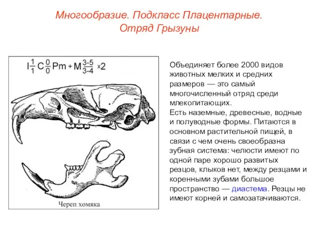 Многообразие. Подкласс Плацентарные. Отряд Грызуны Объединяет более 2000 видов животных мелких