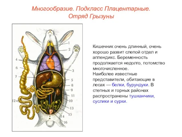 Многообразие. Подкласс Плацентарные. Отряд Грызуны Кишечник очень длинный, очень хорошо развит