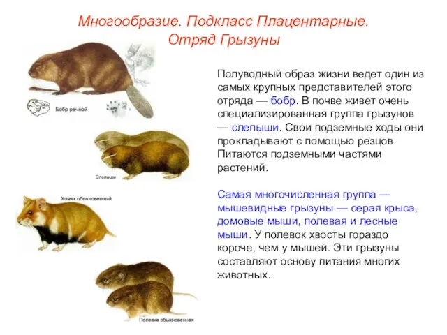 Многообразие. Подкласс Плацентарные. Отряд Грызуны Полуводный образ жизни ведет один из