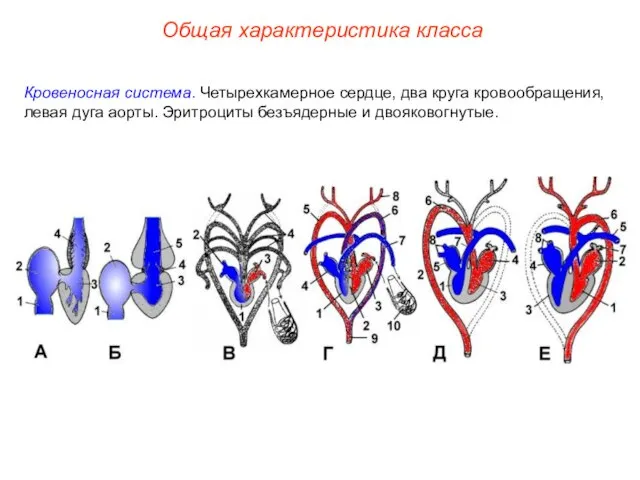 Общая характеристика класса Кровеносная система. Четырехкамерное сердце, два круга кровообращения, левая