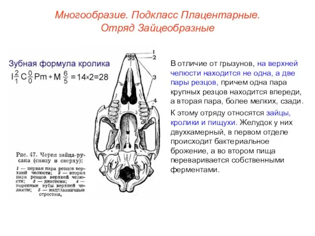 Многообразие. Подкласс Плацентарные. Отряд Зайцеобразные В отличие от грызунов, на верхней