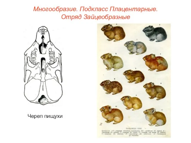 Череп пищухи Многообразие. Подкласс Плацентарные. Отряд Зайцеобразные