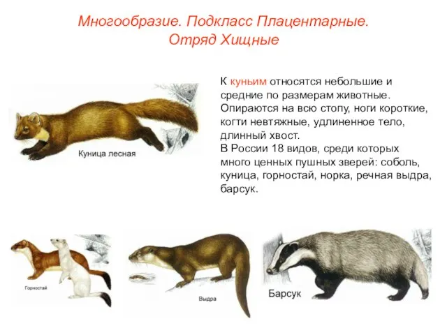 Многообразие. Подкласс Плацентарные. Отряд Хищные К куньим относятся небольшие и средние