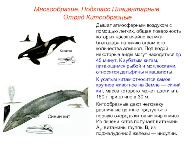 Многообразие. Подкласс Плацентарные. Отряд Китообразные Дышат атмосферным воздухом с помощью легких,