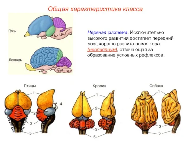 Общая характеристика класса Нервная система. Исключительно высокого развития достигает передний мозг,