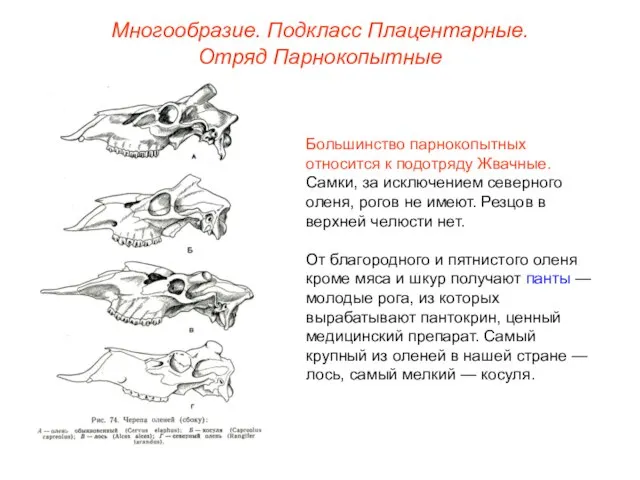 Многообразие. Подкласс Плацентарные. Отряд Парнокопытные Большинство парнокопытных относится к подотряду Жвачные.