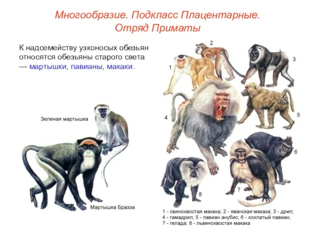 Многообразие. Подкласс Плацентарные. Отряд Приматы К надсемейству узконосых обезьян относятся обезьяны