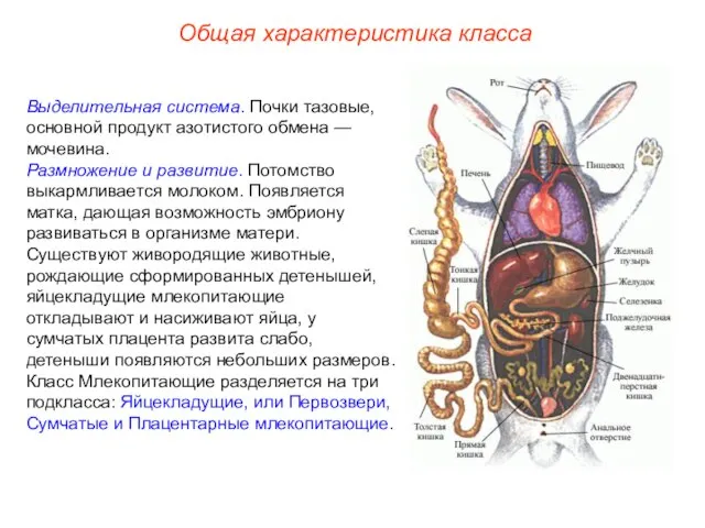 Общая характеристика класса Выделительная система. Почки тазовые, основной продукт азотистого обмена