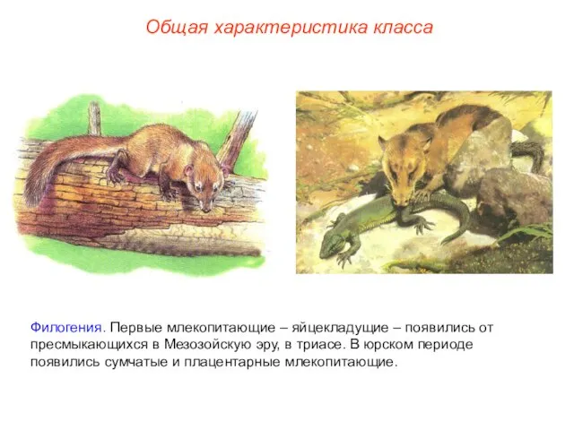 Общая характеристика класса Филогения. Первые млекопитающие – яйцекладущие – появились от