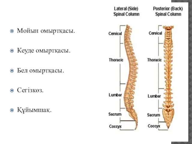 Мойын омыртқасы. Кеуде омыртқасы. Бел омыртқасы. Сегізкөз. Құйымшақ.