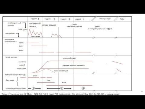 Turner LH. Leptospirosis. Br Med J. 1969;1:231-235; Levett PN. Leptospirosis. Clin Microbiol Rev. 2001;14:296-326. с изменениями)