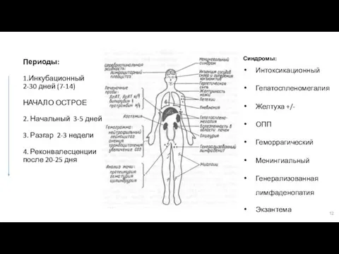 Периоды: 1.Инкубационный 2-30 дней (7-14) НАЧАЛО ОСТРОЕ 2. Начальный 3-5 дней