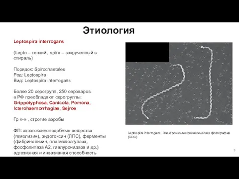 Этиология Leptospira interrogans. Электронно-микроскопическая фотография (CDC) Leptospira interrogans (Lepto – тонкий,