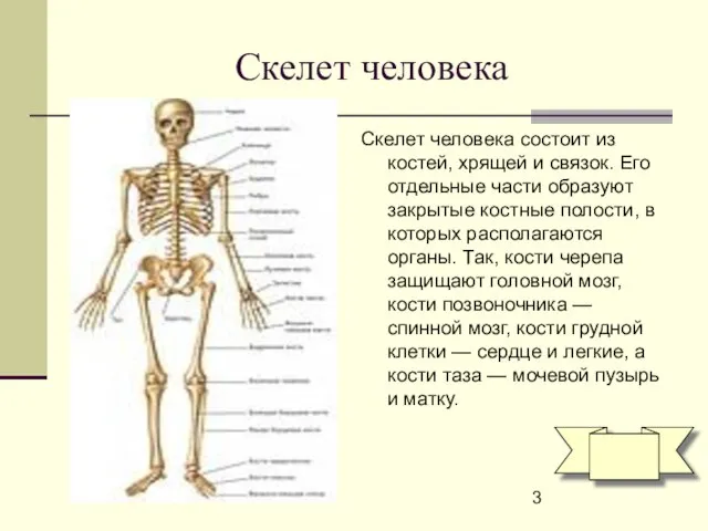 Скелет человека Скелет человека состоит из костей, хрящей и связок. Его