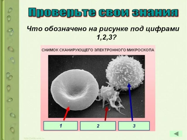 Что обозначено на рисунке под цифрами 1,2,3? 1 2 3 Проверьте свои знания