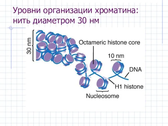 Уровни организации хроматина: нить диаметром 30 нм