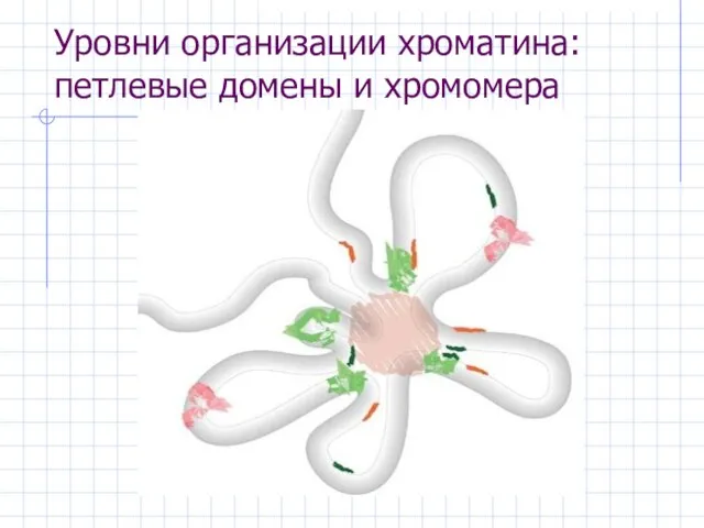 Уровни организации хроматина: петлевые домены и хромомера