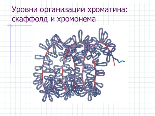 Уровни организации хроматина: скаффолд и хромонема