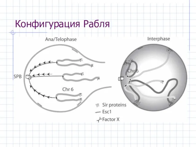 Конфигурация Рабля