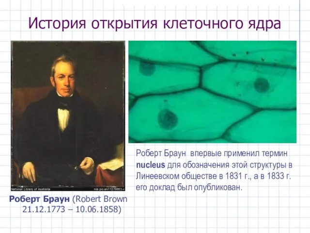 История открытия клеточного ядра Роберт Браун (Robert Brown 21.12.1773 – 10.06.1858)