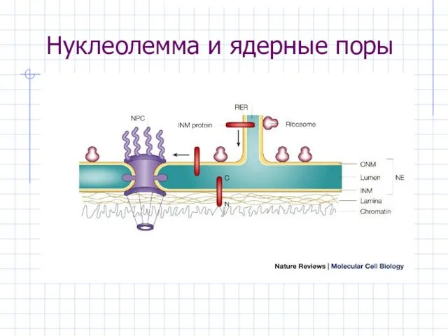 Нуклеолемма и ядерные поры