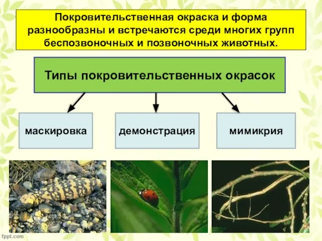 Покровительственная окраска и форма разнообразны и встречаются среди многих групп беспозвоночных