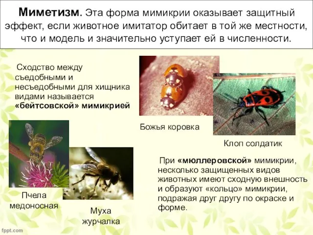 Миметизм. Эта форма мимикрии оказывает защитный эффект, если животное имитатор обитает