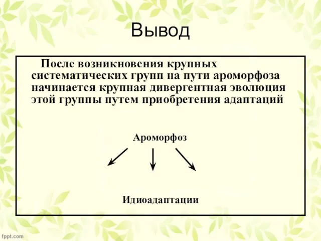 Вывод После возникновения крупных систематических групп на пути ароморфоза начинается крупная